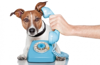 hond telefoon